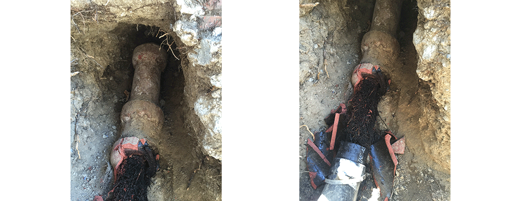 Rooter results in Glendale